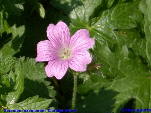 Geranium oxonianum 'Claridge Druce'